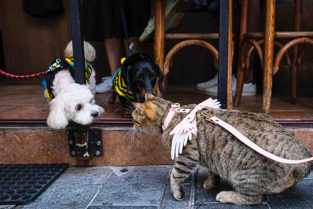 Cani e gatti maltrattamenti Francia 