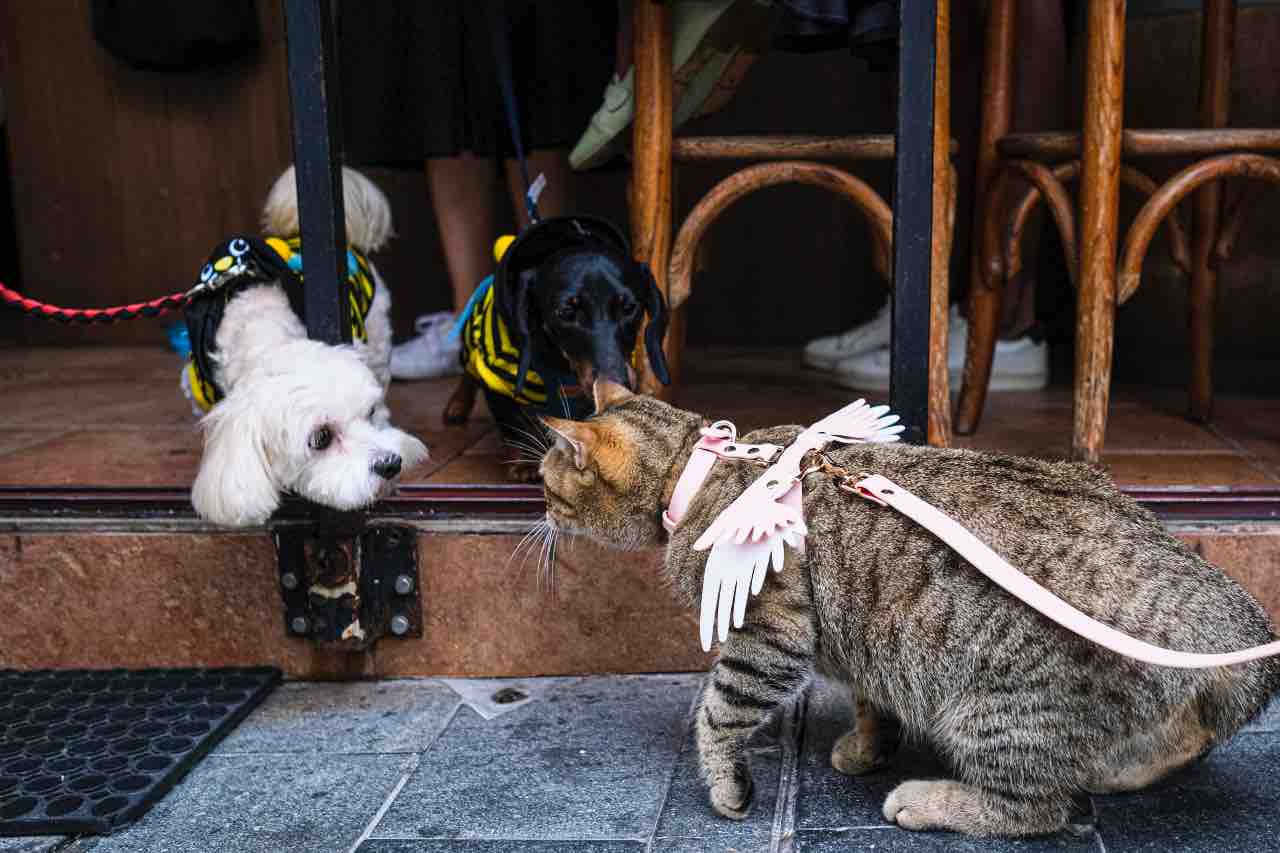 Cani e gatti maltrattamenti Francia