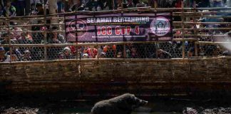 Hong Kong, il Governo fa abbattere i cinghiali (Getty Images)