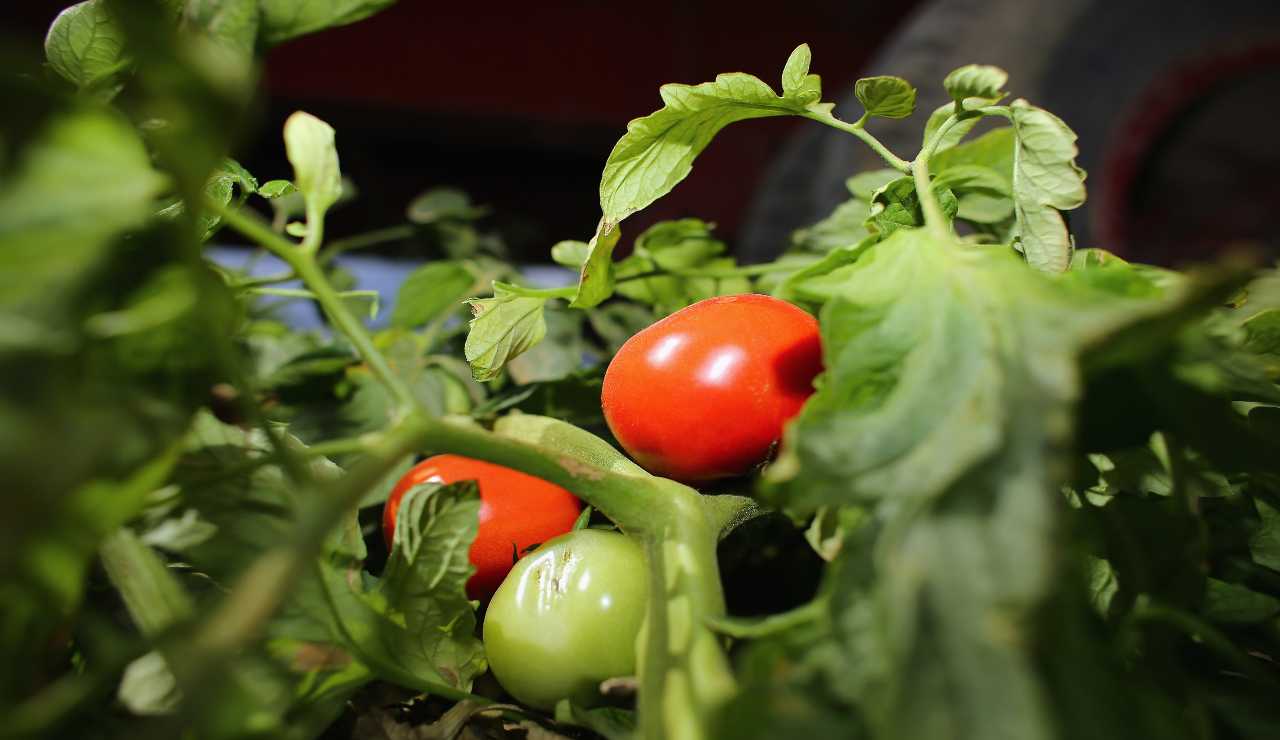 Pomodoro cinese prodotto in schiavitù, inchiesta svela cosa c'è dietro