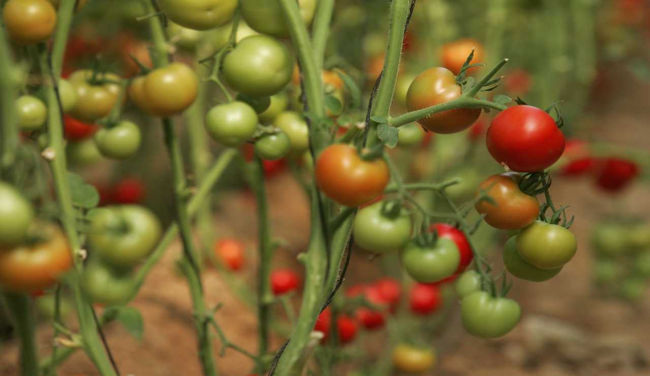 Pomodoro in Xinjiang, una storia di sfruttamento