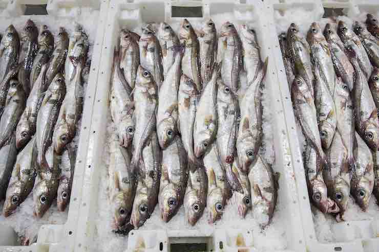 Allerta per i prodotti ittici (Getty Images)