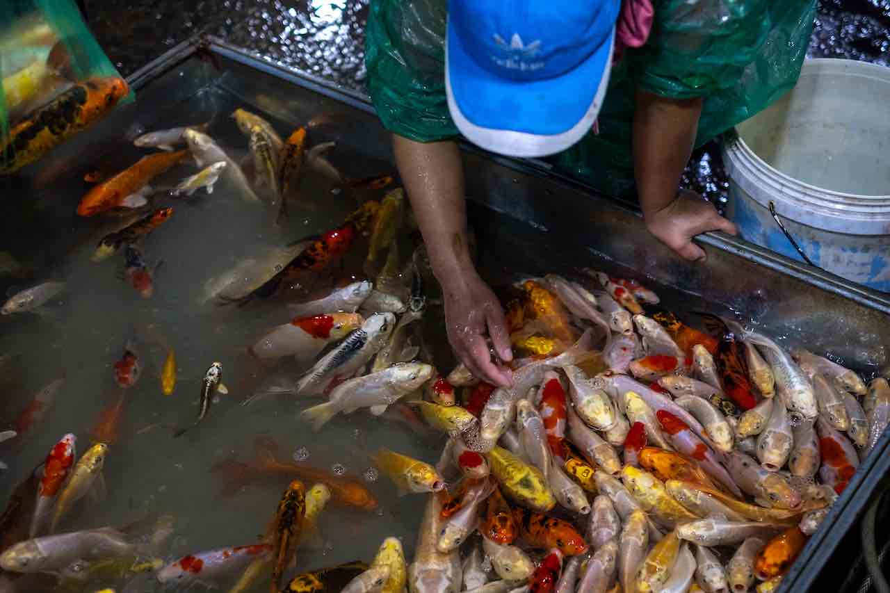 Sequestro pesce (Getty Images)