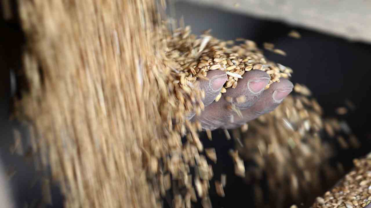 ucraina economia grano