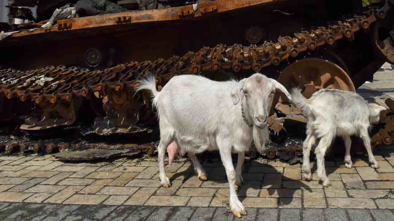 Capra ferisce russi durante guerra in Ucraina