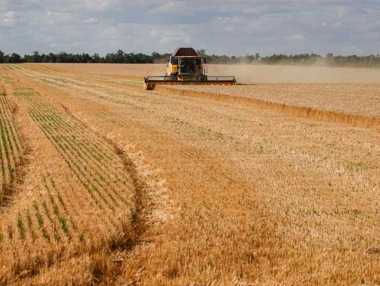 Guerra Russia Ucraina export cereali
