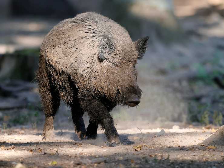 donna cinghiale spiaggia