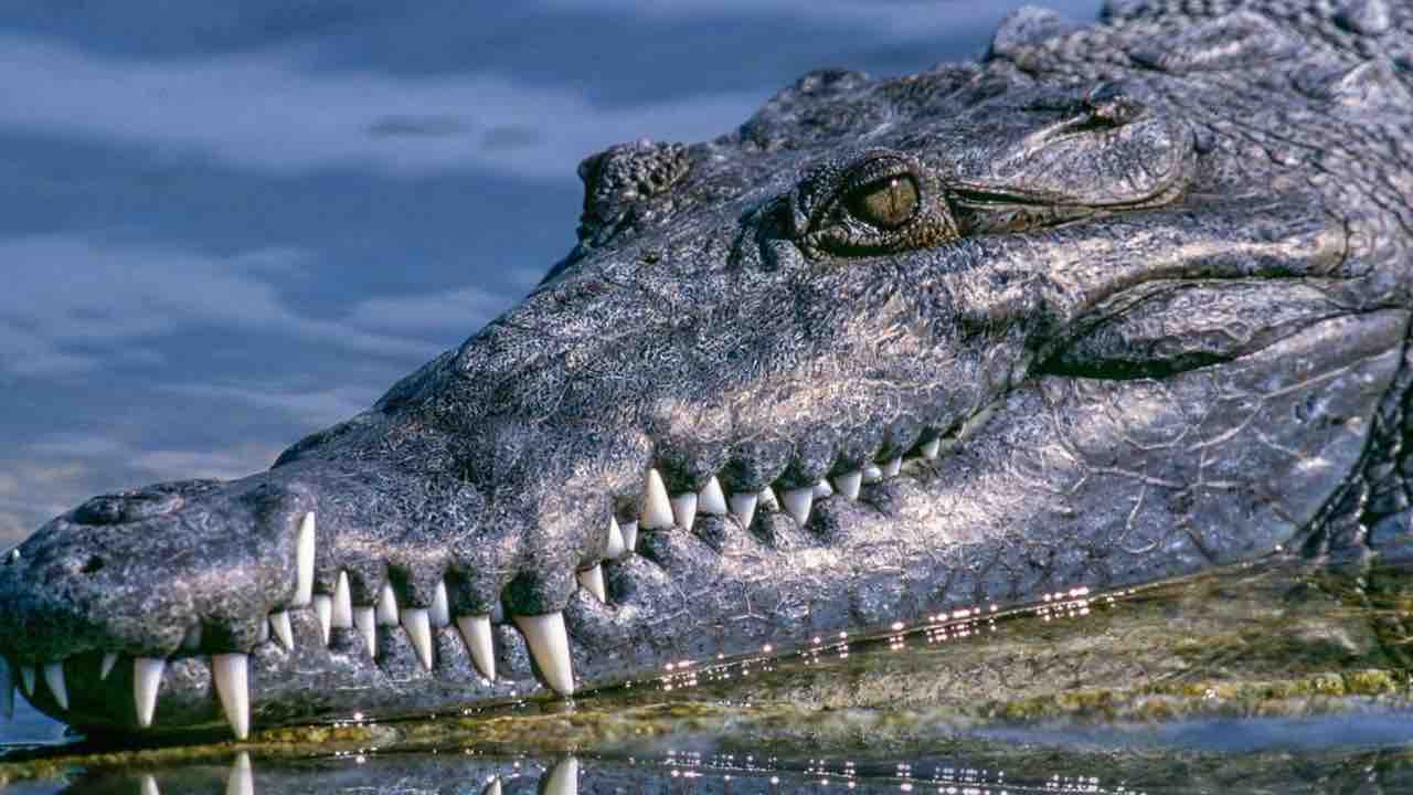 Donna uccisa da due alligatori