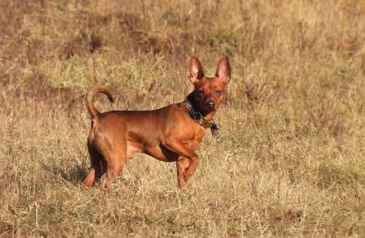 Pinscher nano 