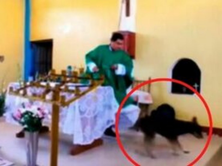 sacerdote cane