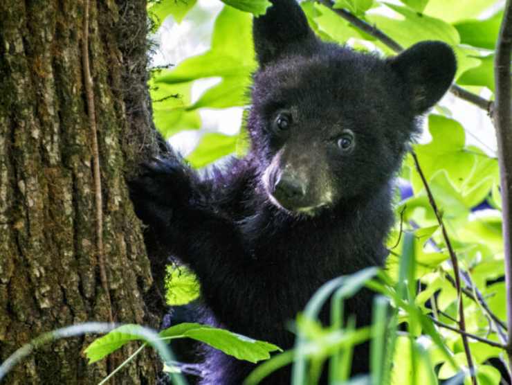 orso nero