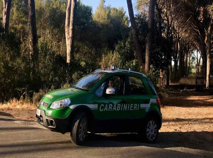 Branco di cinghiali assedia un asilo free 