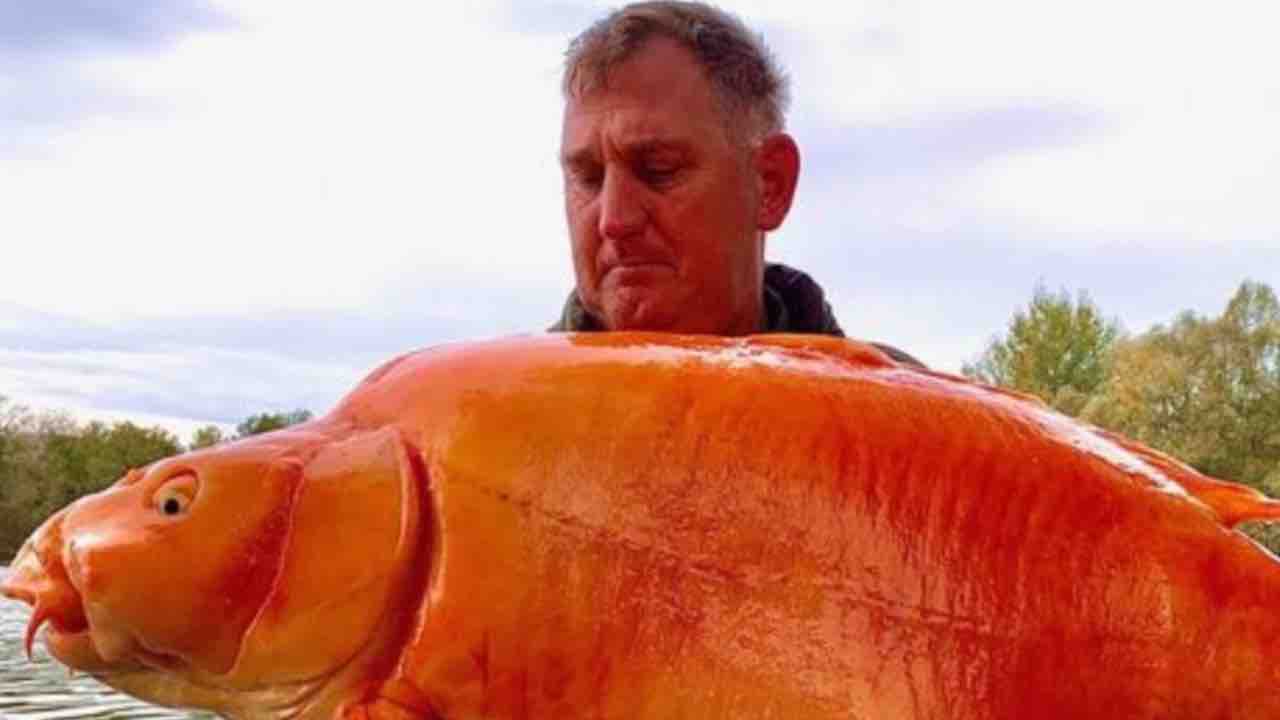 Pesce rosso gigante pescato in Francia 