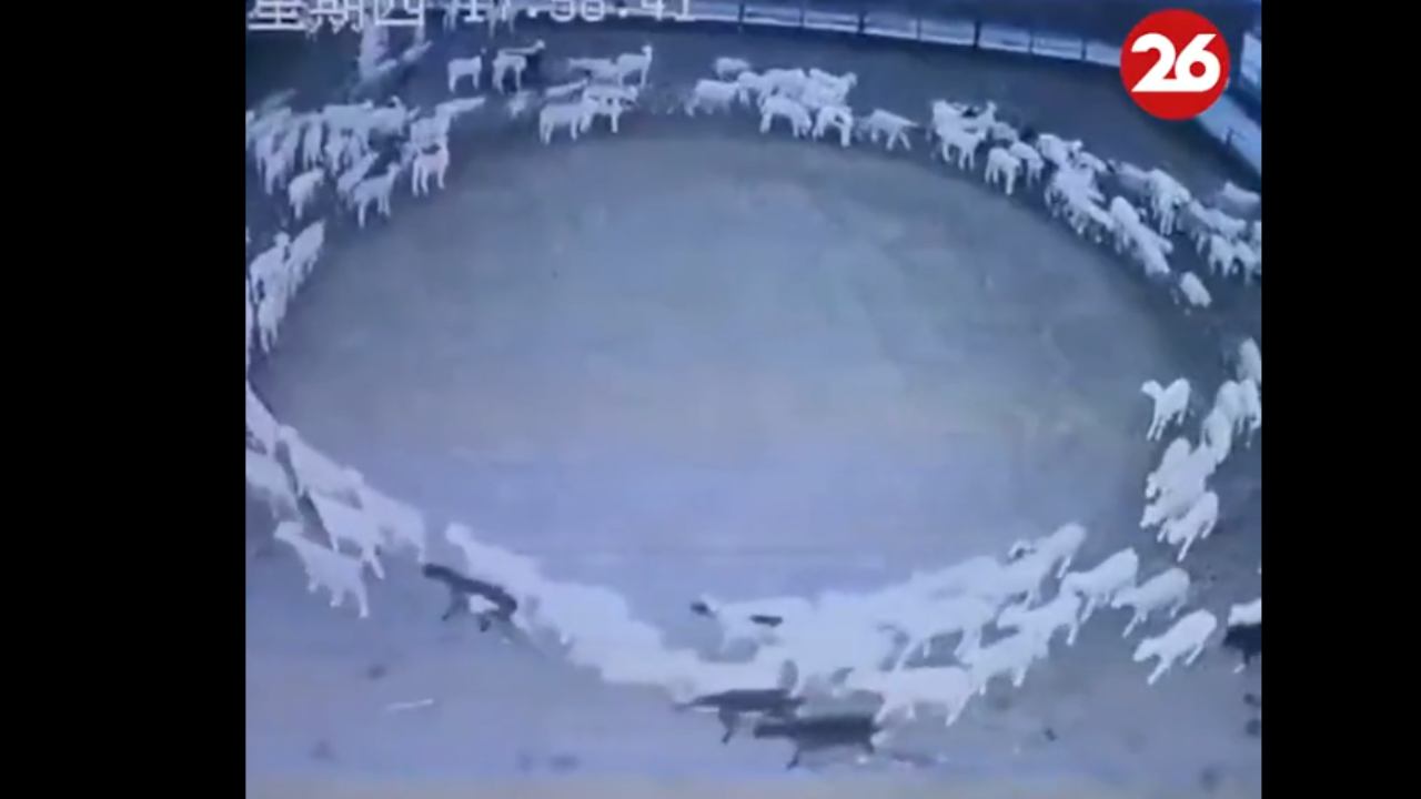 Pecore che girano in cerchio
