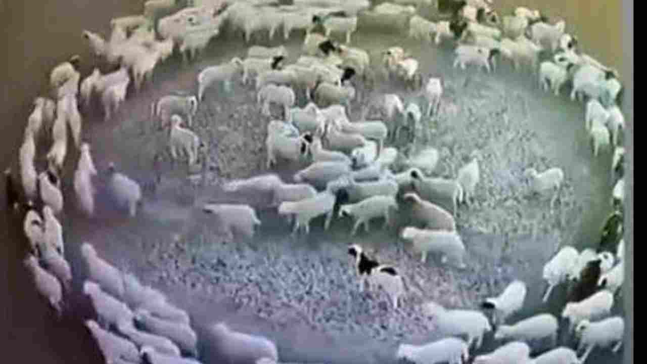 pecore girano in cerchio