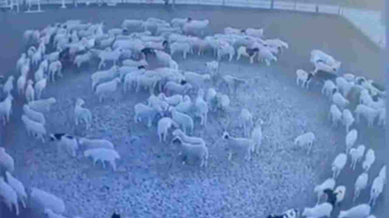 pecore girano in cerchio