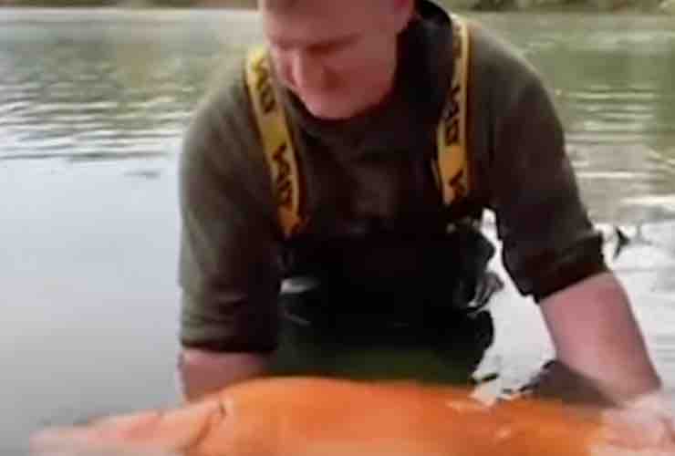 Pesce rosso gigante Francia 