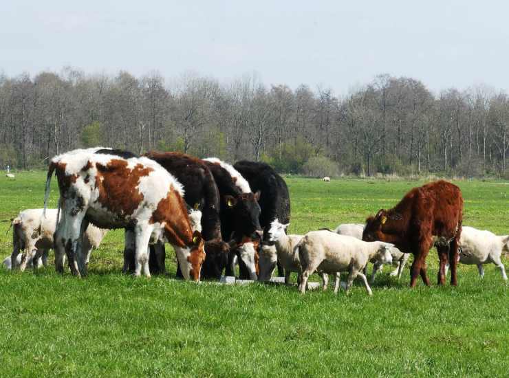 Tragedia in un allevamento: morta una giovane veterinaria 