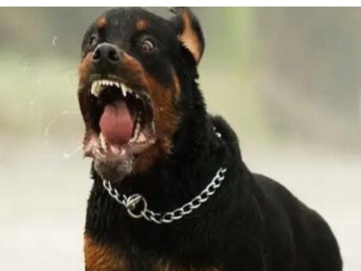 68enne sbranata da due rottweiler 