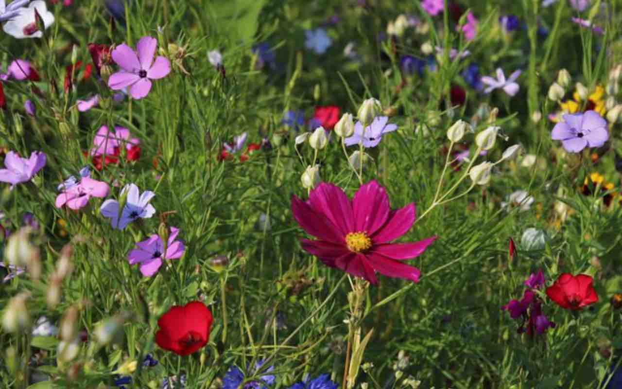 Concorso per giardiniere Comune di Guidonia