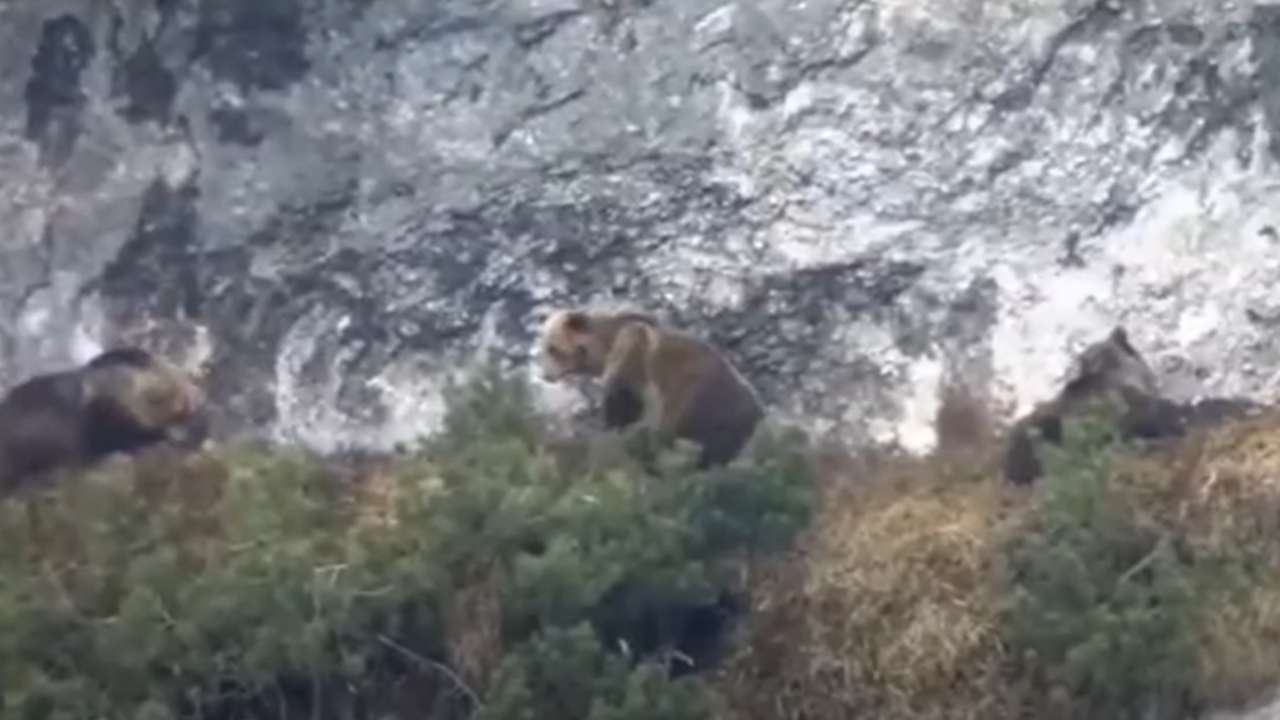 Orsa Jj4 ricercata in Trentino 