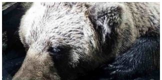 orso M62