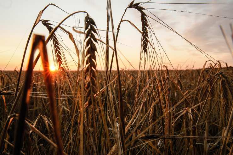 Guerra Ucraina grano novità