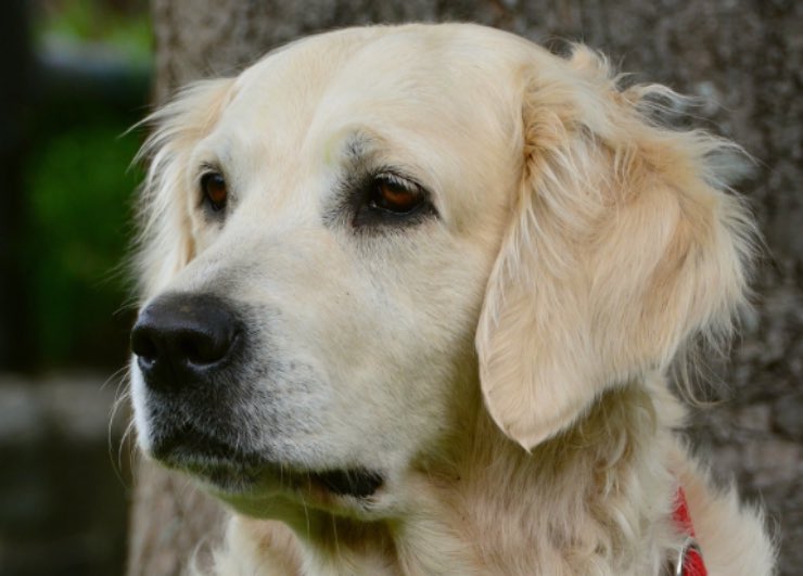 Golden Retriever