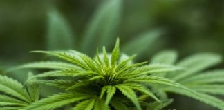 Cannabis light
