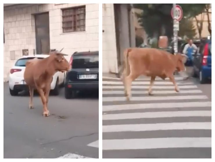 mucca Roma