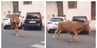 mucca