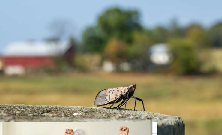 Lanterna maculata