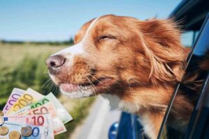 Cane affacciato al finestrino della macchina