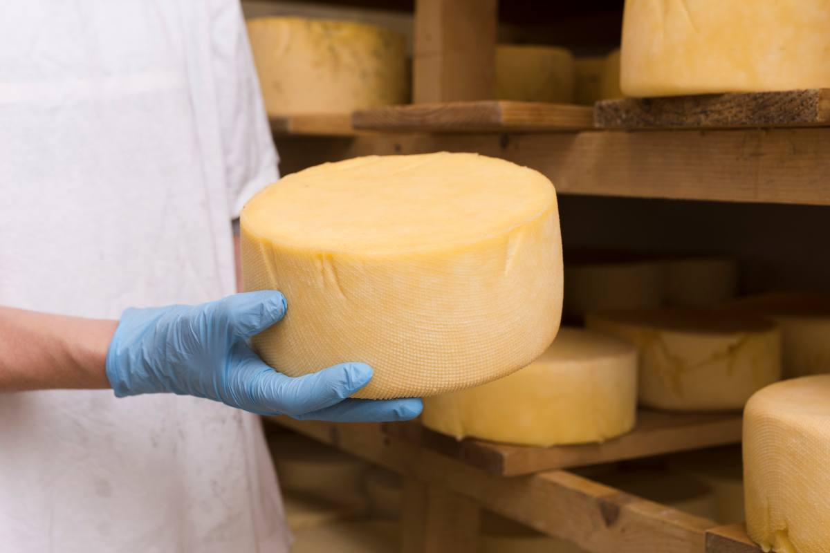 Caciotta tra le mani di un casaro