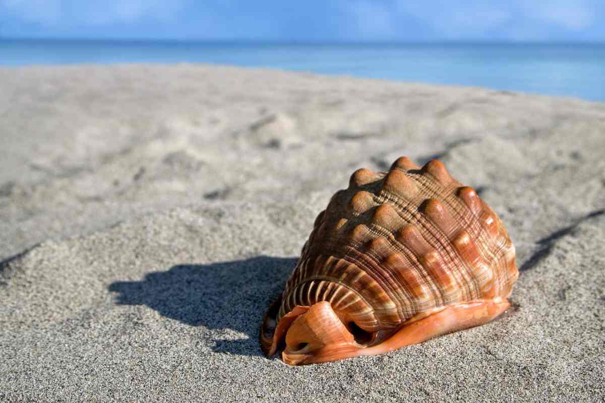 Conchiglia su una spiaggia