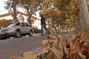 Foglie cadute da un albero in autunno