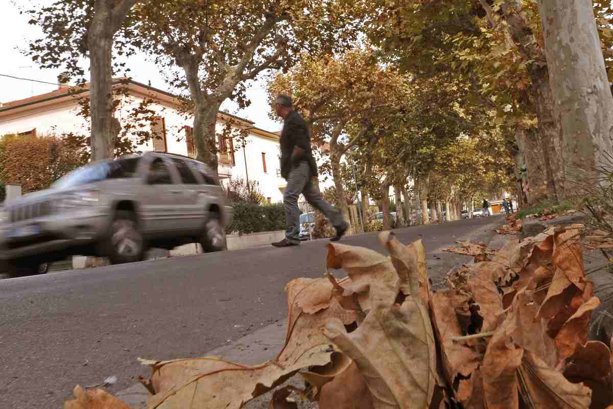 Foglie cadute da un albero in autunno