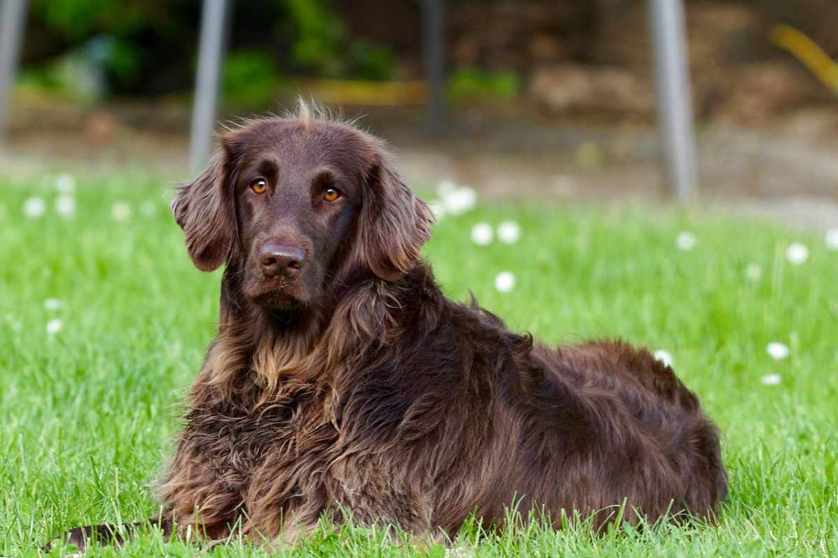 cane