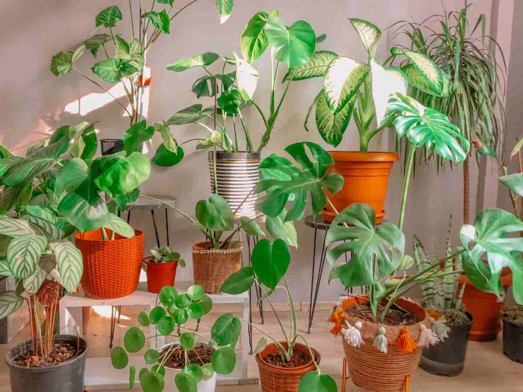 Piante in casa