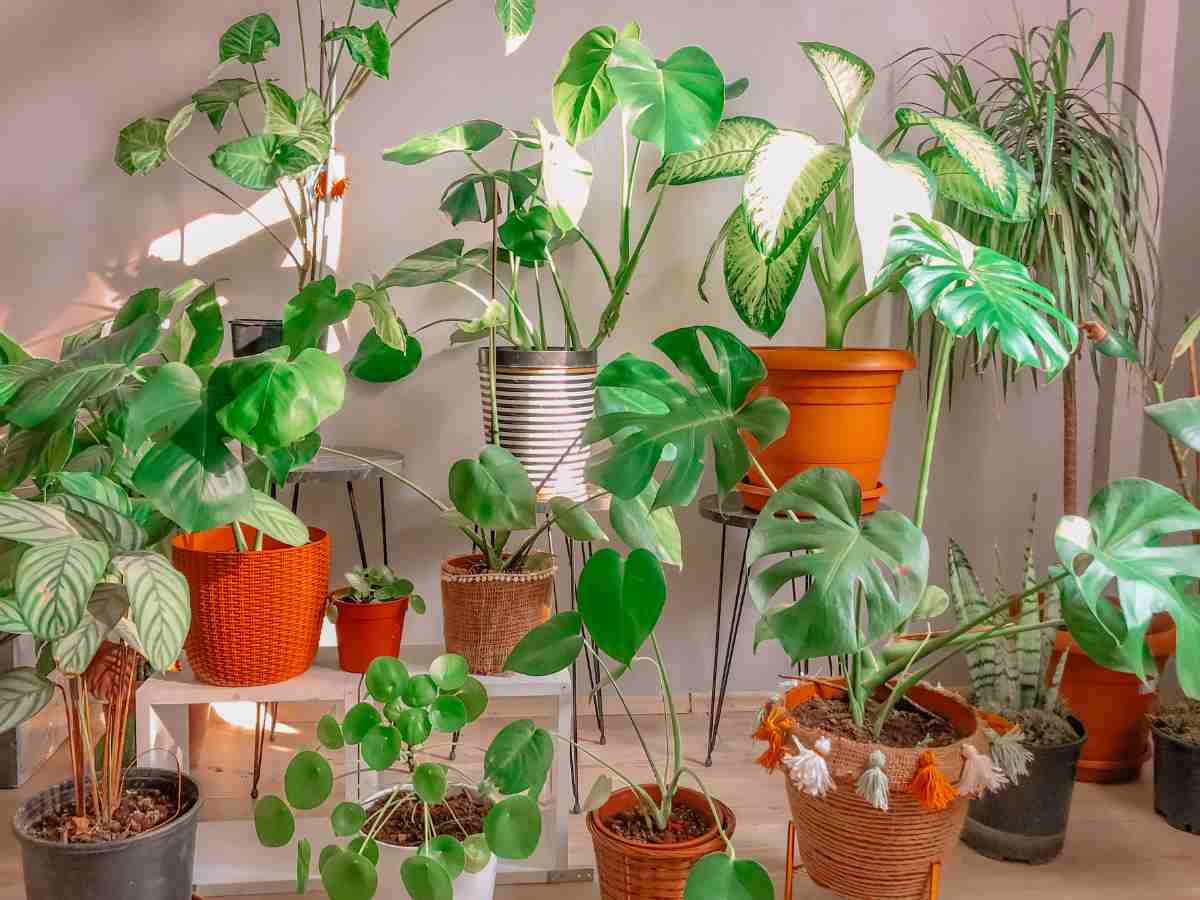 Piante in casa